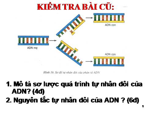 Bài 17. Mối quan hệ giữa gen và ARN