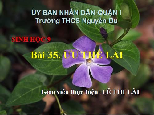 Bài 35. Ưu thế lai