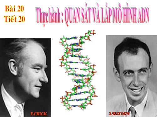 Bài 20. Thực hành: Quan sát và lắp mô hình ADN