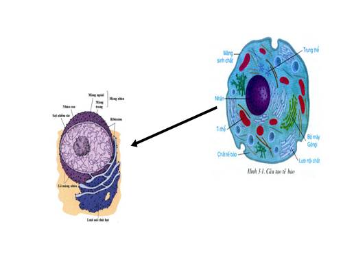 Bài 8. Nhiễm sắc thể