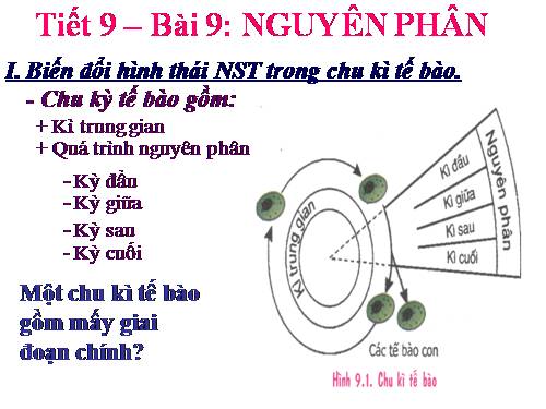 Bài 9. Nguyên phân