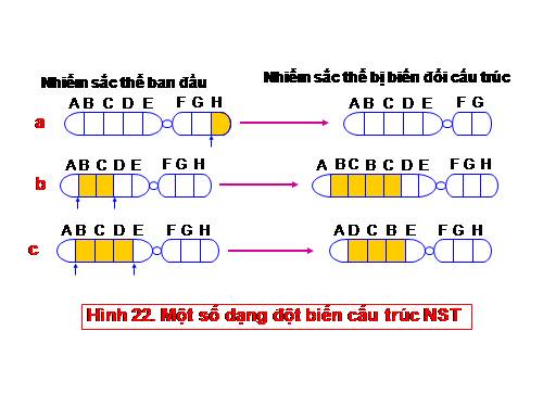 Bài 22. Đột biến cấu trúc nhiễm sắc thể