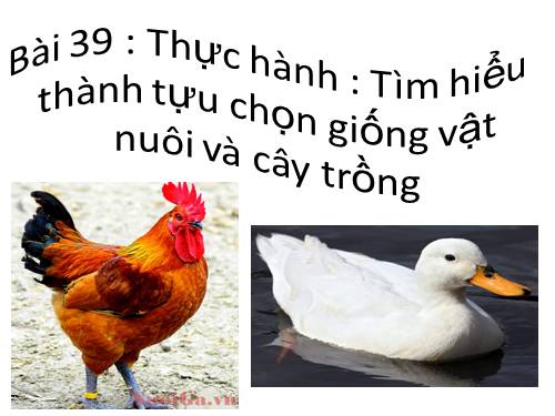 Bài 39. Thực hành: Tìm hiểu thành tựu chọn giống vật nuôi và cây trồng