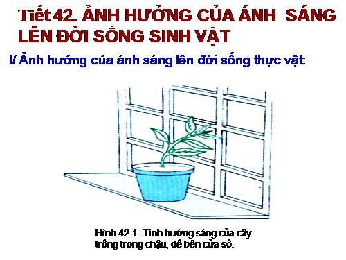 Bài 42. Ảnh hưởng của ánh sáng lên đời sống sinh vật