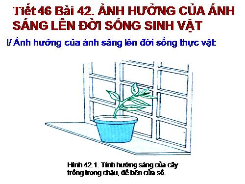 Bài 42. Ảnh hưởng của ánh sáng lên đời sống sinh vật