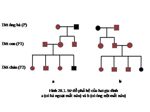 Bài 30. Di truyền học với con người