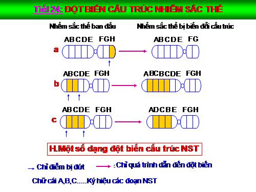 Bài 22. Đột biến cấu trúc nhiễm sắc thể