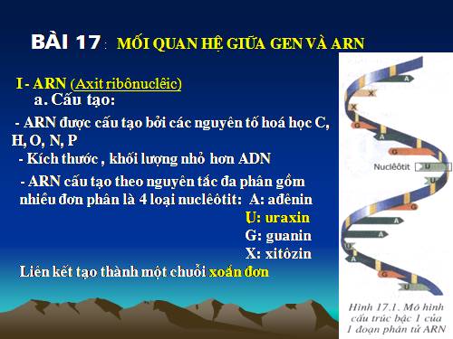 Bài 17. Mối quan hệ giữa gen và ARN