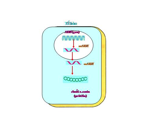 Bài 19. Mối quan hệ giữa gen và tính trạng