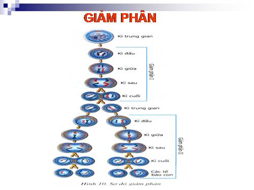 Bài 10. Giảm phân