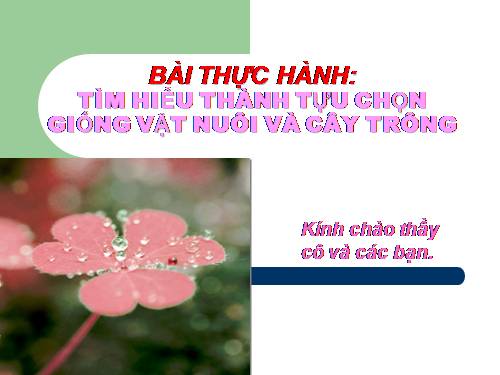 Bài 39. Thực hành: Tìm hiểu thành tựu chọn giống vật nuôi và cây trồng