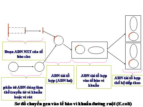 Bài 32. Công nghệ gen