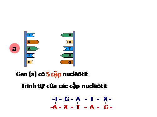 Bài 21. Đột biến gen