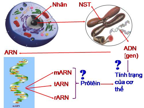 Bài 19. Mối quan hệ giữa gen và tính trạng