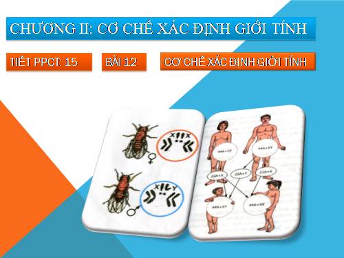 Bài 12. Cơ chế xác định giới tính