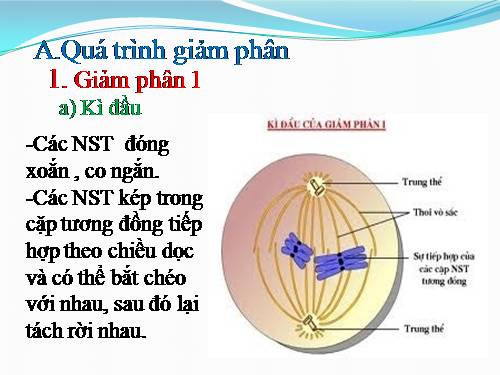 Bài 10. Giảm phân