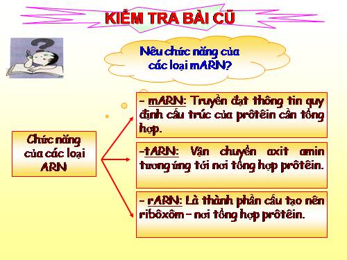 Bài 19. Mối quan hệ giữa gen và tính trạng