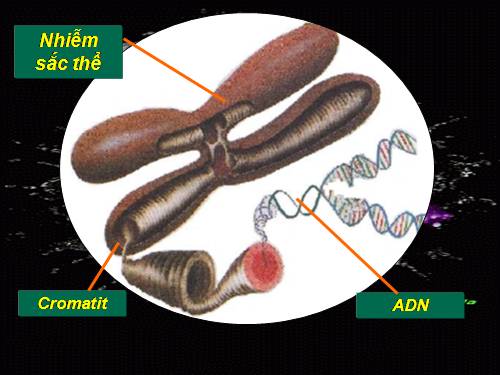 Bài 15. ADN