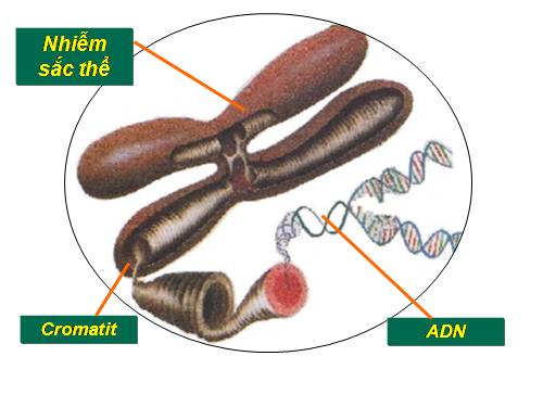 Bài 15. ADN