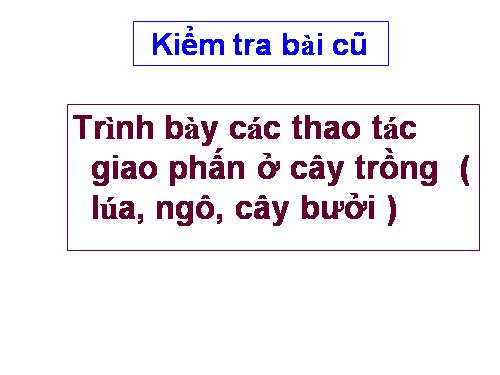 Bài 39. Thực hành: Tìm hiểu thành tựu chọn giống vật nuôi và cây trồng