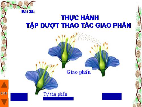 Bài 38. Thực hành: Tập dượt thao tác giao phấn