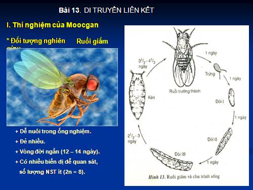 Bài 13. Di truyền liên kết