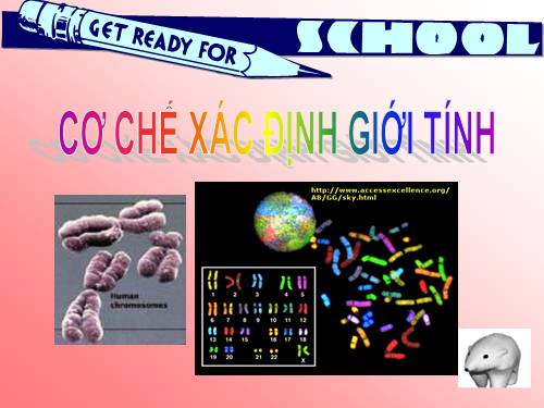 Bài 12. Cơ chế xác định giới tính