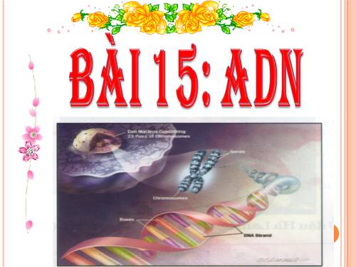 Bài 15. ADN