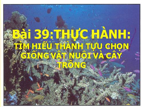 Bài 39. Thực hành: Tìm hiểu thành tựu chọn giống vật nuôi và cây trồng