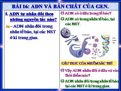 Bài 16. ADN và bản chất của gen