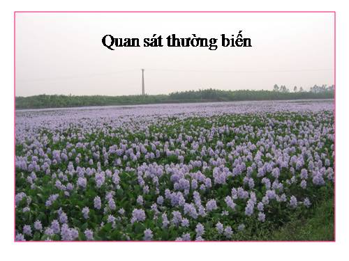 Bài 27. Thực hành: Quan sát thường biến