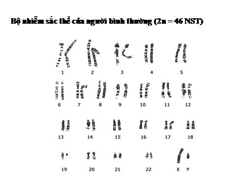 Bài 23. Đột biến số lượng nhiễm sắc thể