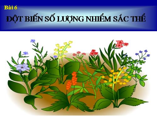 Bài 23. Đột biến số lượng nhiễm sắc thể