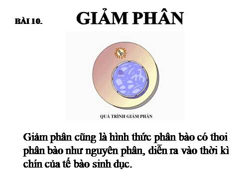 Bài 10. Giảm phân