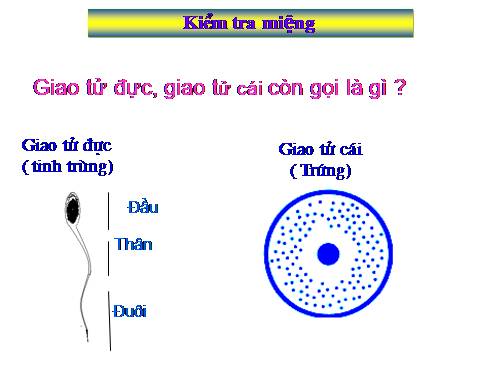 Bài 11. Phát sinh giao tử và thụ tinh