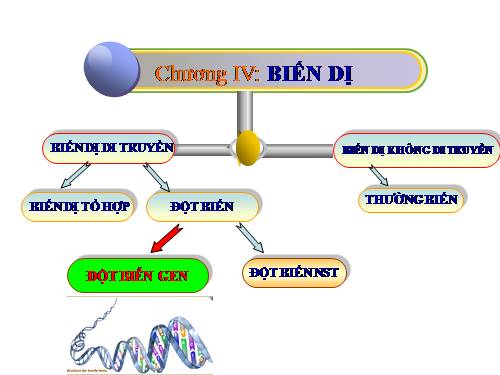 Bài 21. Đột biến gen