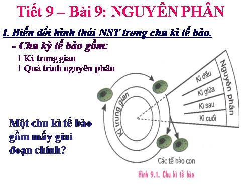 Bài 9. Nguyên phân