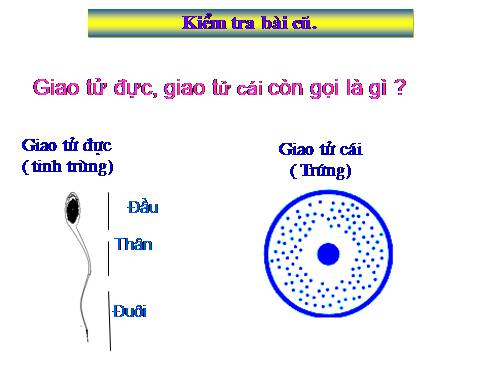 Bài 11. Phát sinh giao tử và thụ tinh