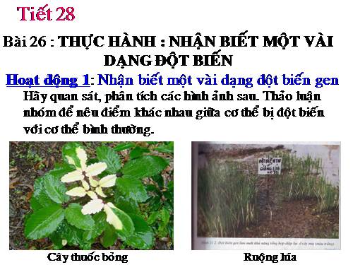 Bài 26. Thực hành: Nhận biết một vài dạng đột biến