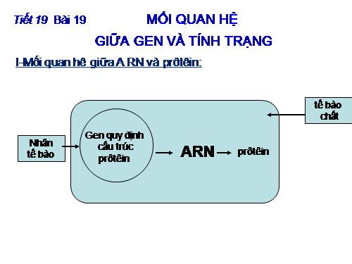 Bài 19. Mối quan hệ giữa gen và tính trạng