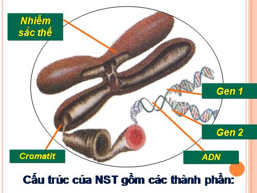 Bài 15. ADN