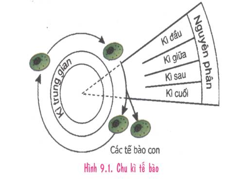 Bài 9. Nguyên phân