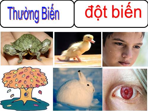 Bài 25. Thường biến