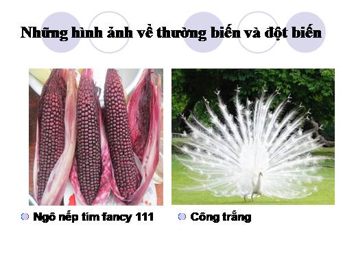 Bài 26. Thực hành: Nhận biết một vài dạng đột biến