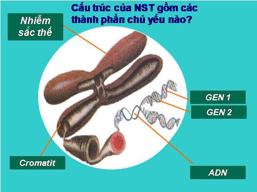 Bài 15. ADN