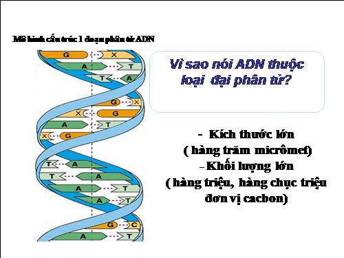 Bài 15. ADN