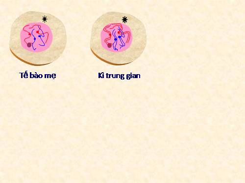 Bài 14. Thực hành: Quan sát hình thái nhiễm sắc thể