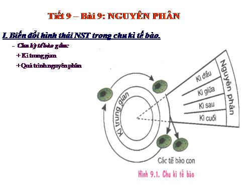 Bài 9. Nguyên phân