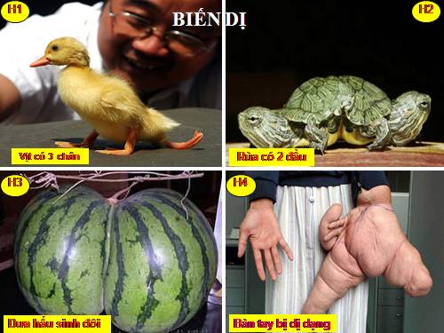 Bài 21. Đột biến gen