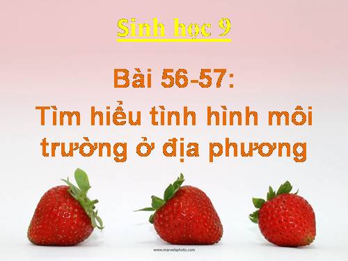 Bài 56. Thực hành: Tìm hiểu tình hình môi trường ở địa phương